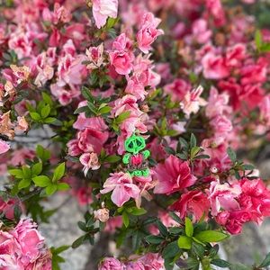 rainbowloom love turtle